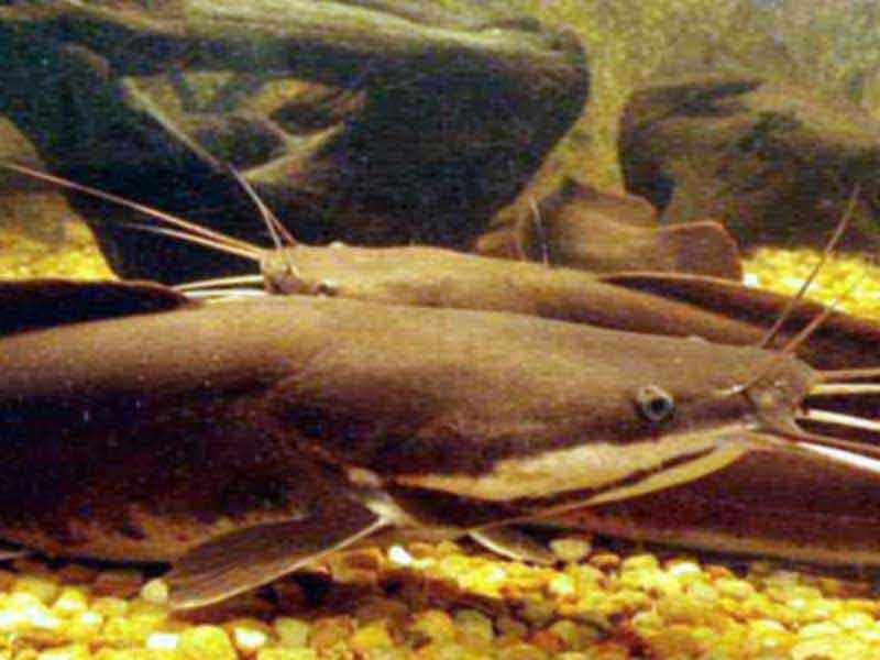Bagre Africano / Clarias