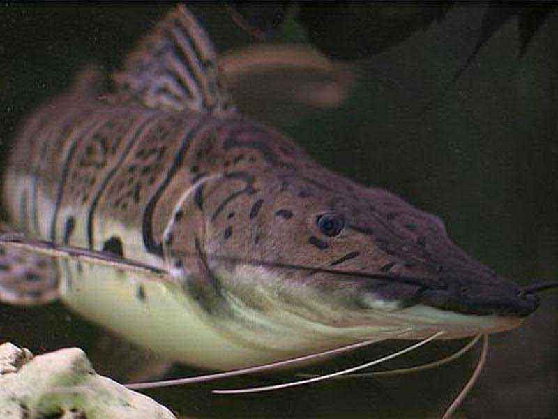 Cachara