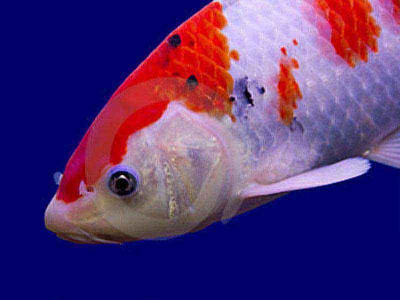 Carpa Colorida