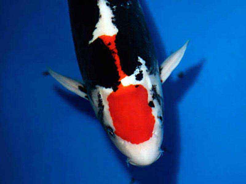 Carpa Nishikigoi