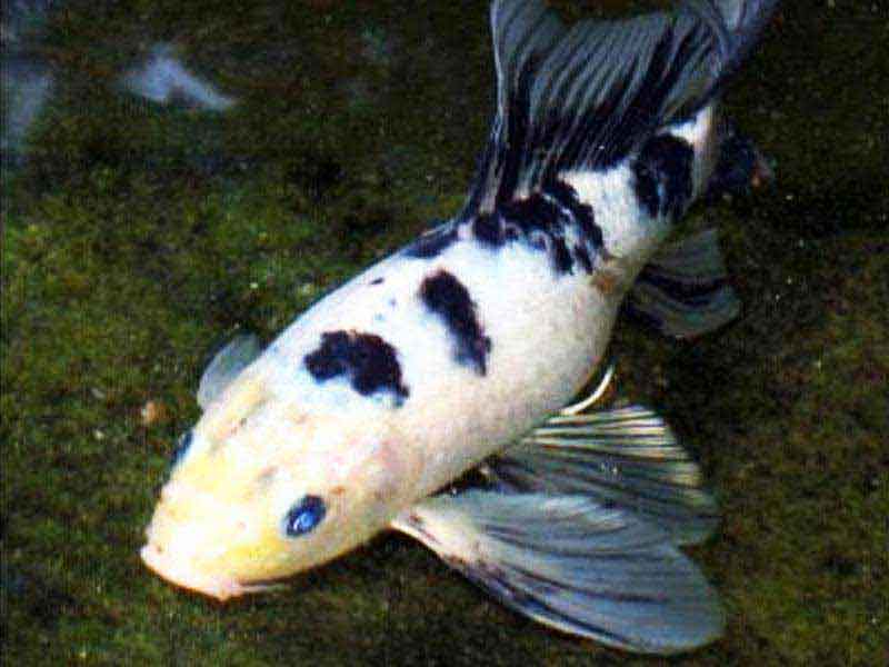Carpa Veu