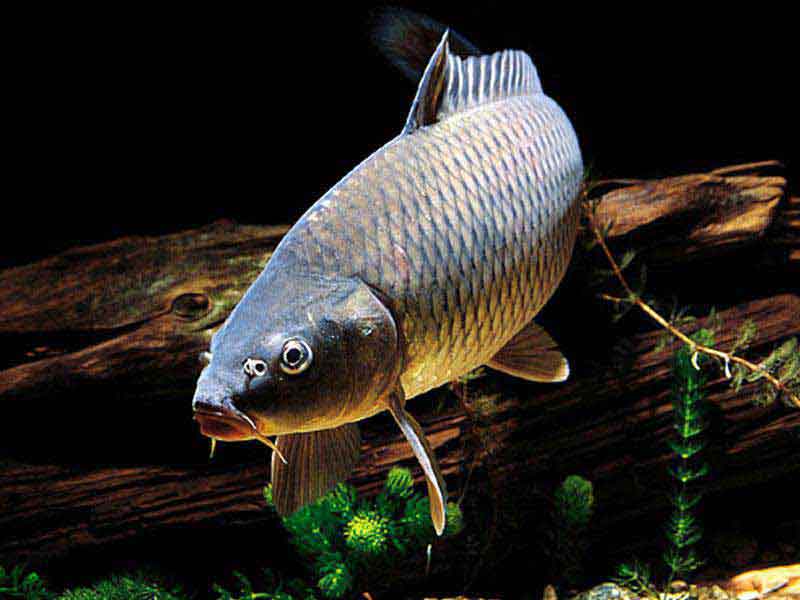 Carpa