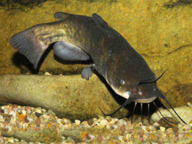 Catfish, Peixe Gato