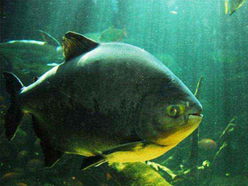 Pacu / Pacu-Caranha
