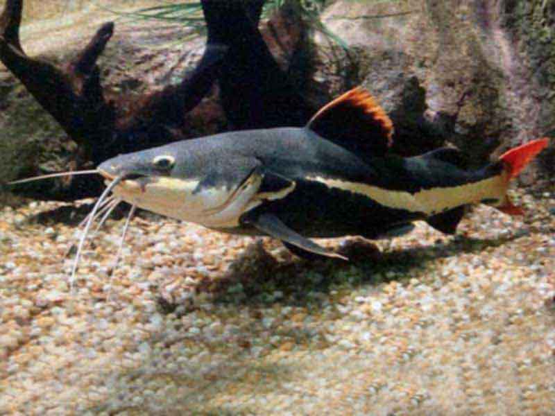 Pirarara