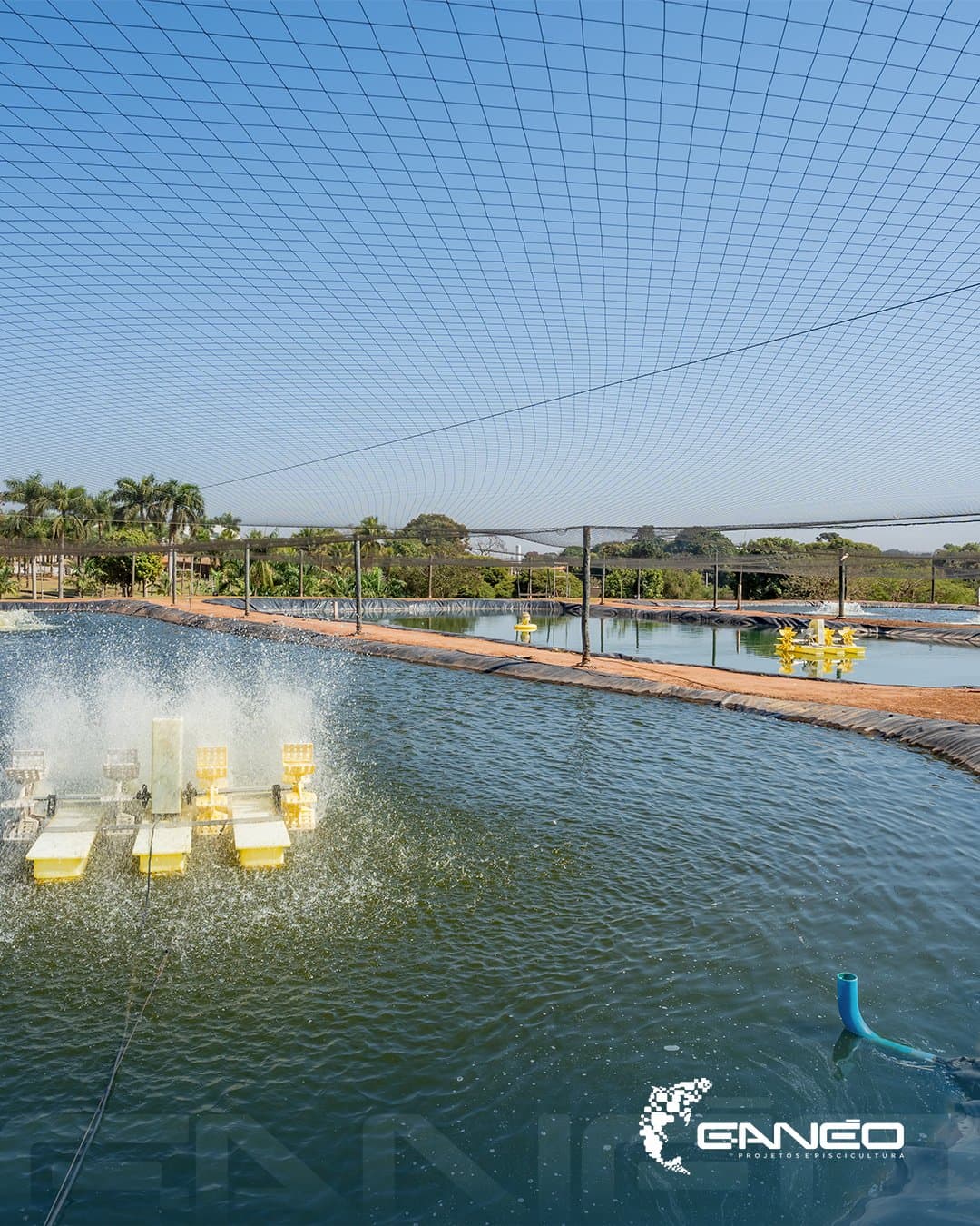 Consultoria técnica para o seu lago ou criatório Grupo Ganéo