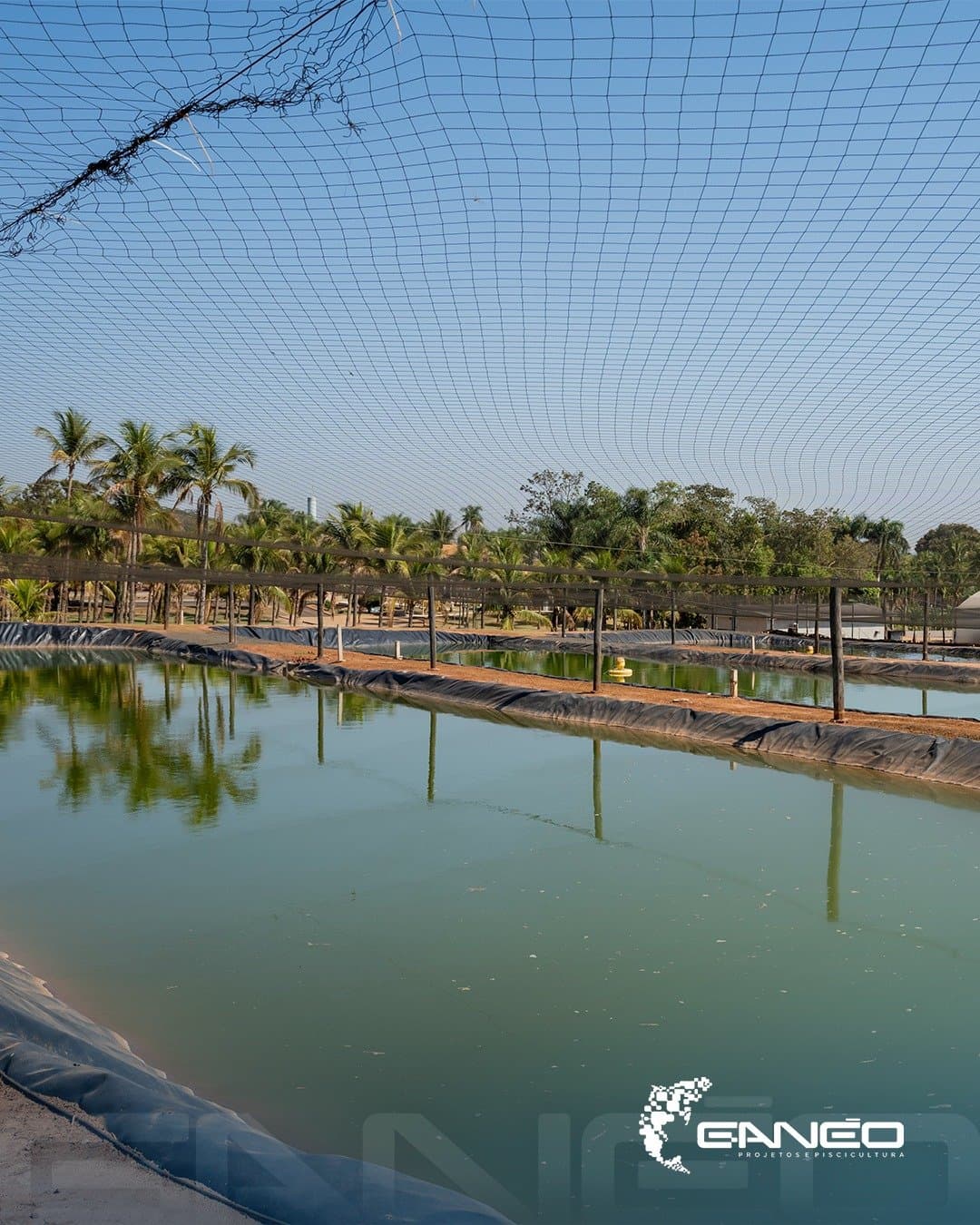 Consultoria técnica para o seu lago ou criatório Grupo Ganéo